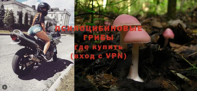 Псилоцибиновые грибы Psilocybine cubensis  даркнет телеграм  Нефтегорск  где можно купить  